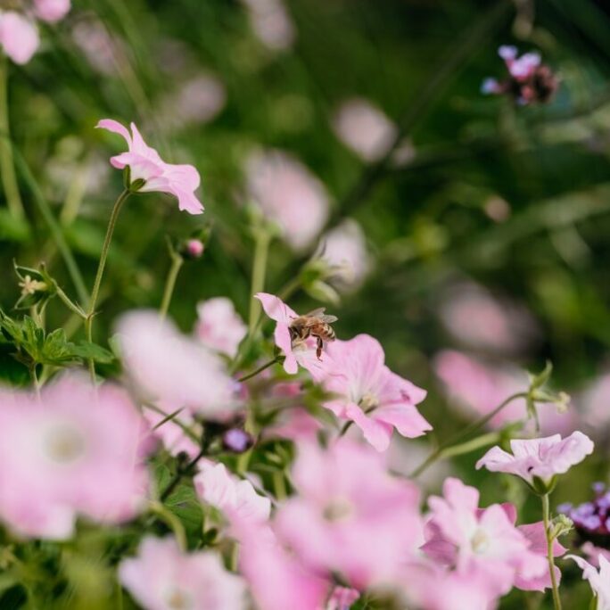 Aanleg tuin met tuinhuis te Weesp
