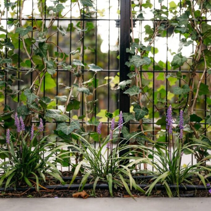 Tuin te Weesp