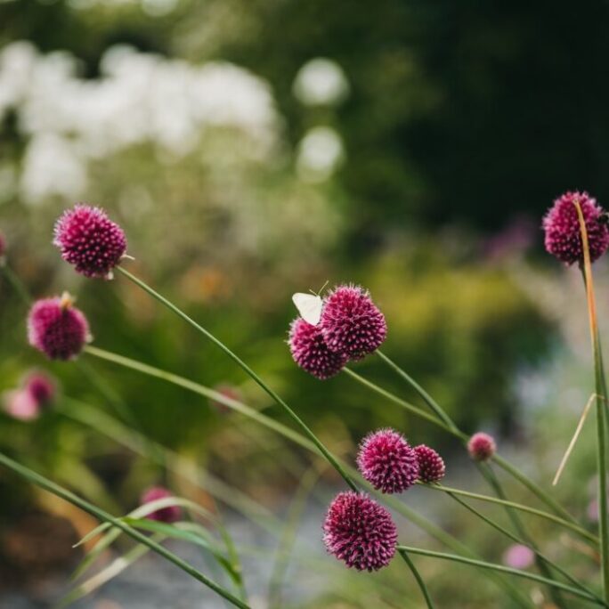 Natuurlijke tuin te Stroe