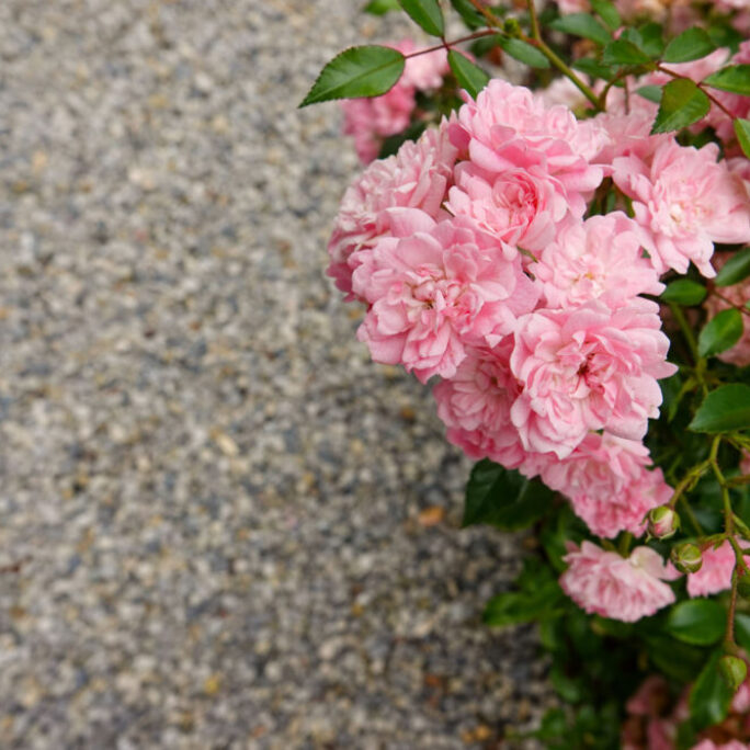 Kindvriendelijke tuin met veranda te Naarden